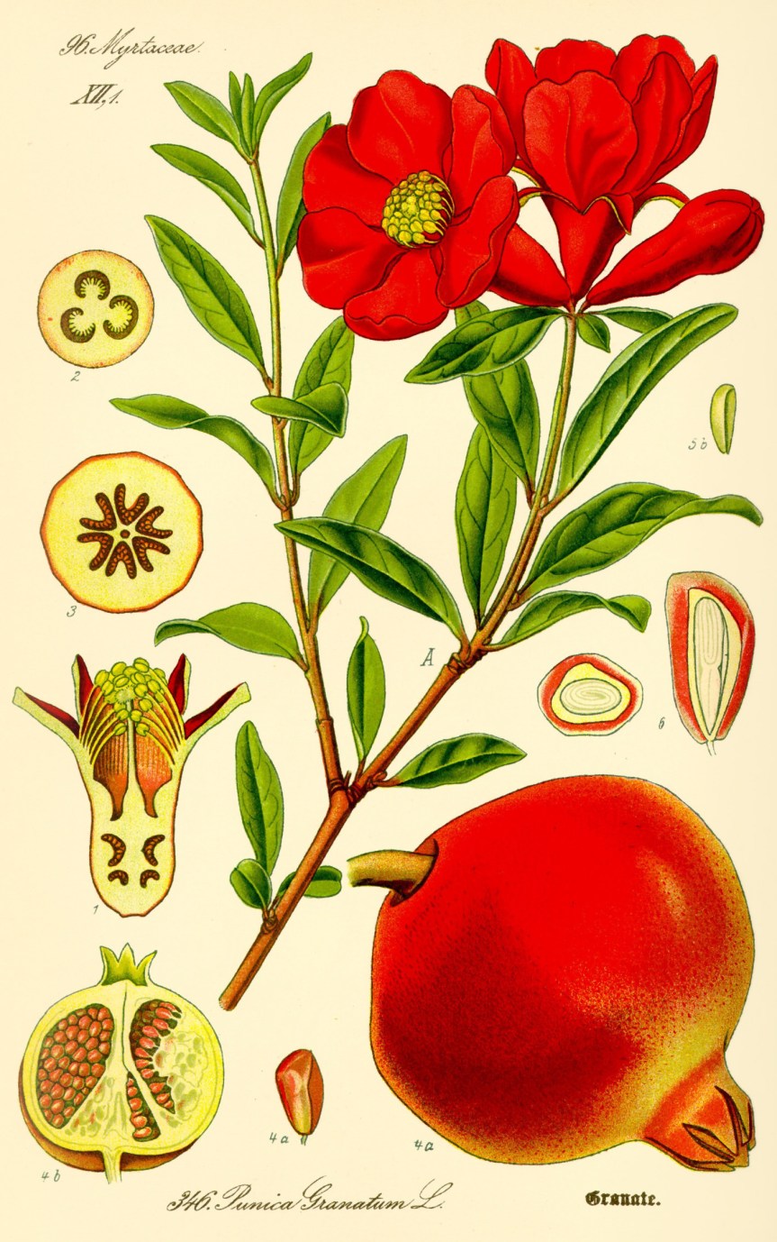 Illustration_Punica_granatum2