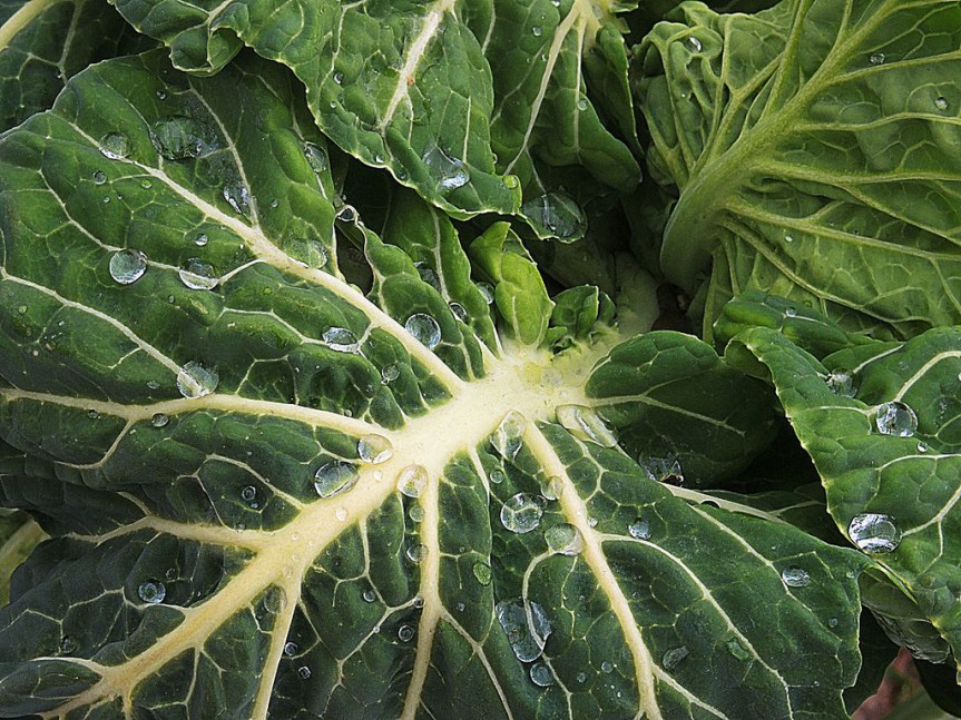 Where’s the Calcium?  Infographics Share Sources You Can Add in the New&nbsp;Year