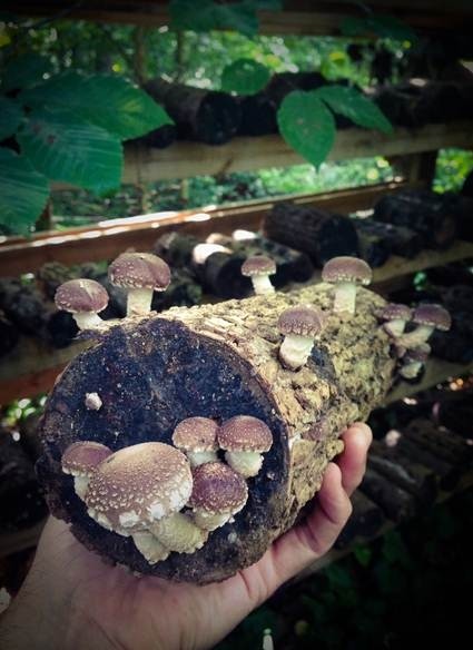 amazing_shiitake