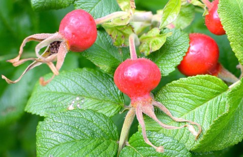 rose-hip-2687207_960_720