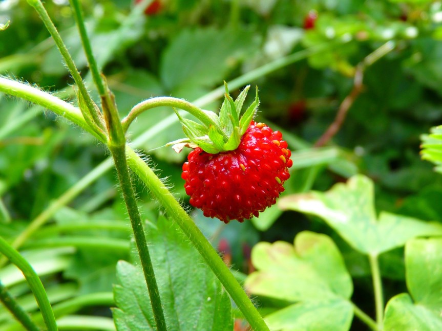 strawberry-7649_1920