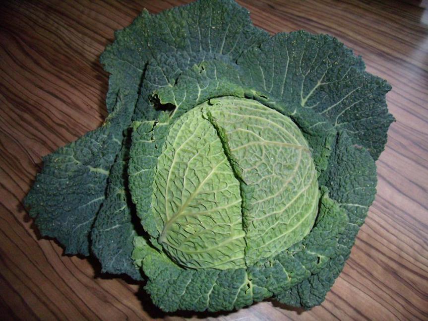 MB 11-30 - savoy cabbage